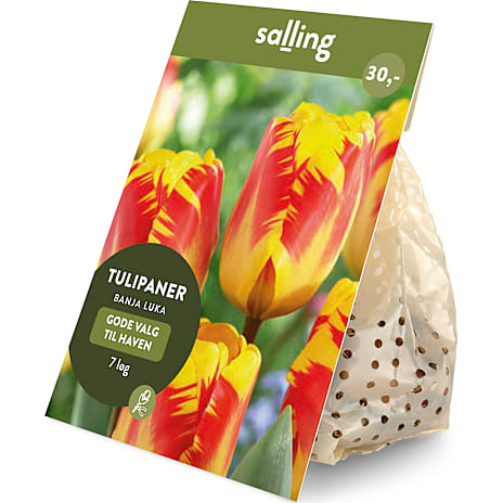 Salling Blomsterløg Tulipaner Banja Luka 7 løg