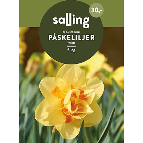 Salling Påskeliljer Tahiti