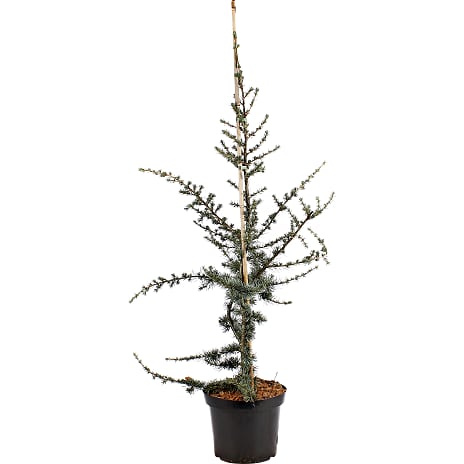 Cedertræ Cedrus Libani Glauca 24 cm Potte