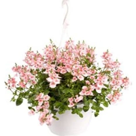 Tvillingeblomst Diascia 21 cm Potte