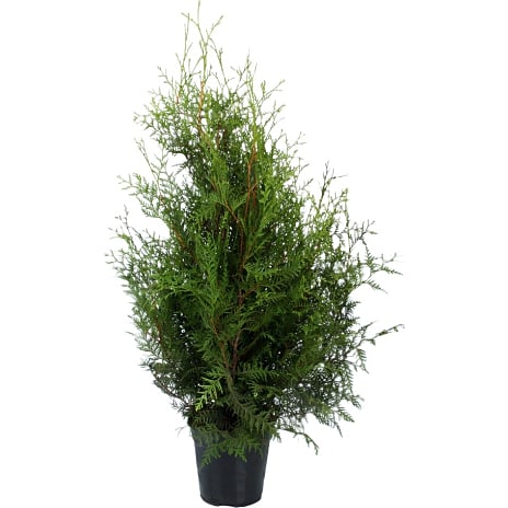 Andre Mærker Thuja Occidentalis 'Brabant, 27 cm potte 1 stk.