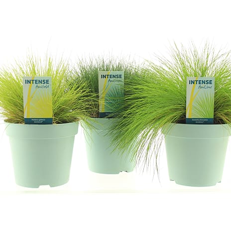 Prydgræs Festuca 17 cm Potte