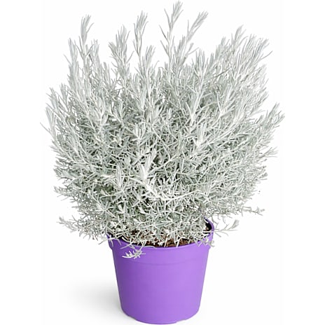 Andre Mærker Australsk silkeplante - pottestørrelse 19 cm 1 stk.