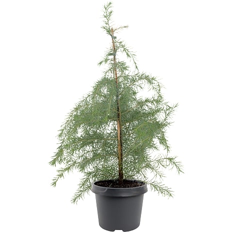 Himalayaceder Cedrus deodara Blue 19 cm Potte