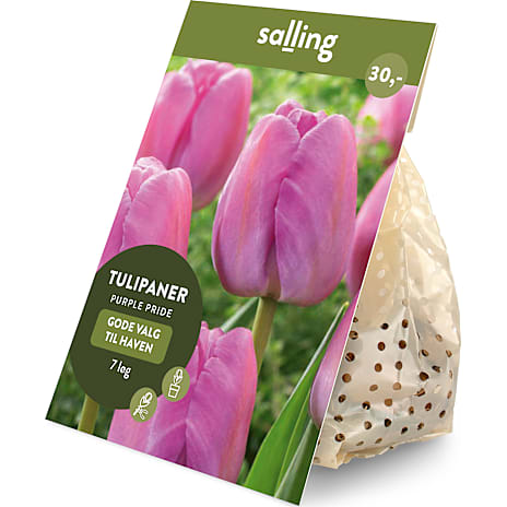Salling Blomsterløg Tulipaner Purple Pride 7 løg