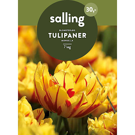 Salling Tulipaner Monsella