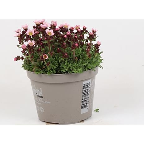 Stenbræk Saxifraga 12 cm Potte
