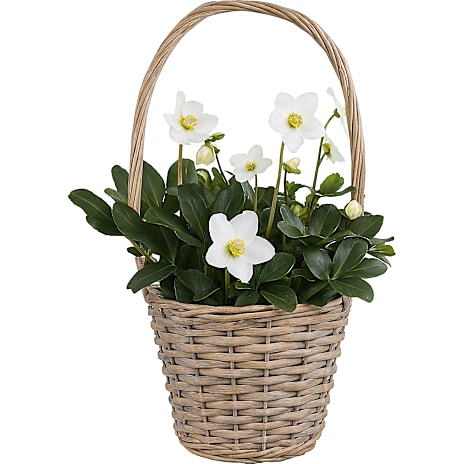 Julerose Helleborus 19 cm I Kurv