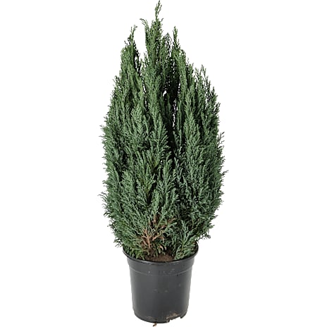 Ædelcypres, Cham. Ellwoodii, 21 cm potte 1 stk.