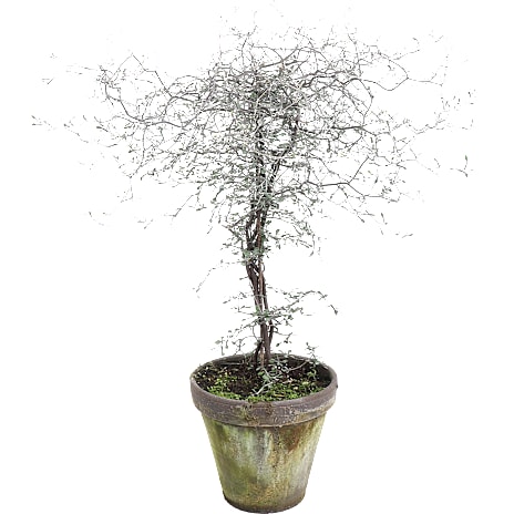 Spøgelsestræ Corokia 18 cm Potte