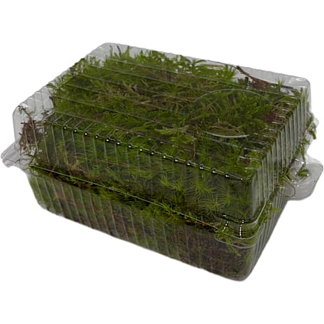 Skovmos i plastbakke