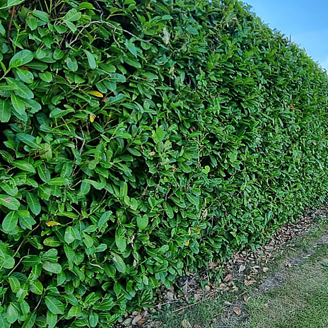 Kirsebærlaurbær Etna Barrods 30-50 cm
