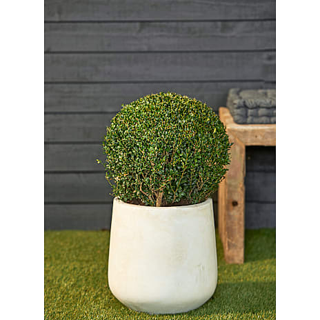 Andre Mærker Buksbom kugle, Buxus sempervirens, 26 cm potte 1 stk.
