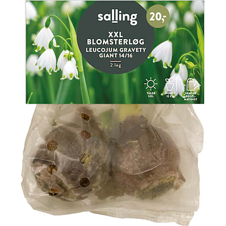 Salling Leucojum Gravetye Giant