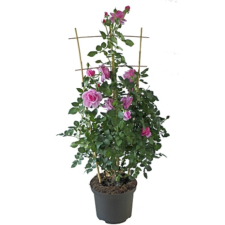 Roser I Blomst 23 cm Potte