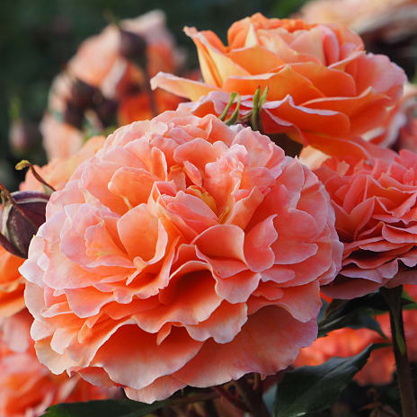 Orange Flower Circus Barrodet Haverose 3 Stk.