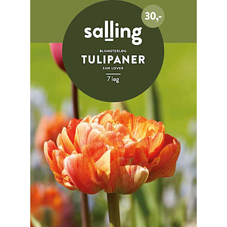 Salling Tulipaner Sun Lover