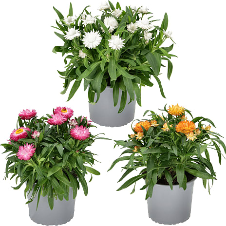 Evighedsblomst Xerochrysum