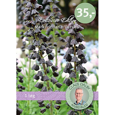 Claus Dalby Fritillaria Persica Mørk