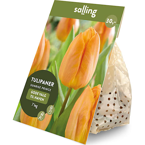 Salling Blomsterløg Tulipaner Sunrise Prince 7 løg