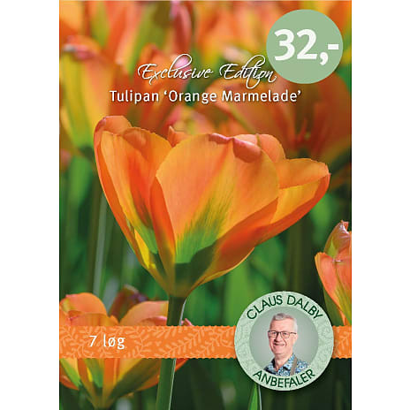 Claus Dalby Tulipaner Orange Marmelade