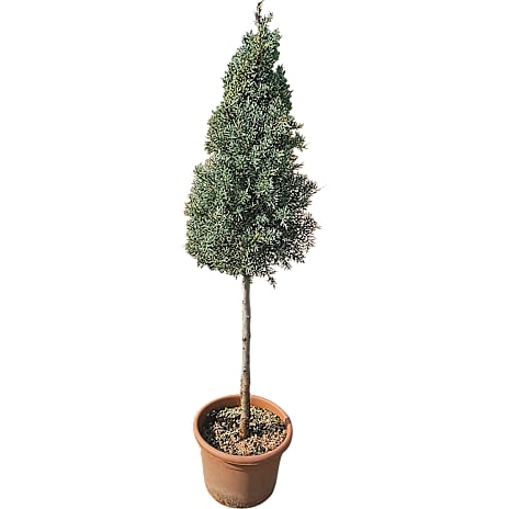 Cypres Cupressus arizonica 'Fastigiata' Cone 12 liter potte 1 stk.