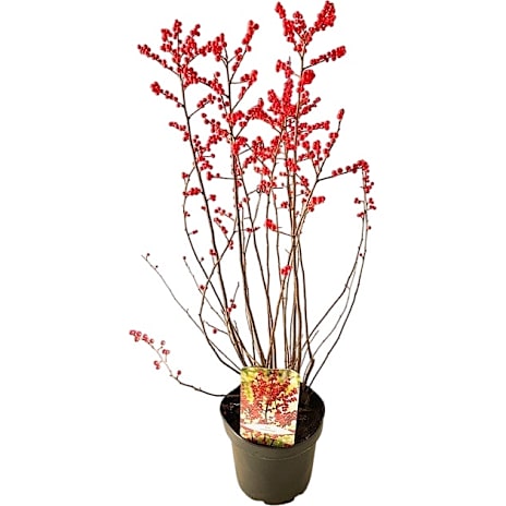 Ilex verticillata 21 cm Potte