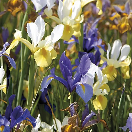 Blomsterhaven Hollandsk Iris Mix