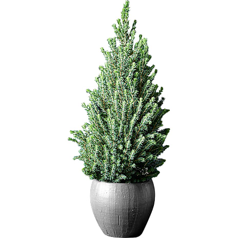 Sukkertopgran Picea glauca Conica 79-90 cm