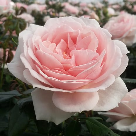 Cream Flower Circus Barrodet Haverose 3 Stk.