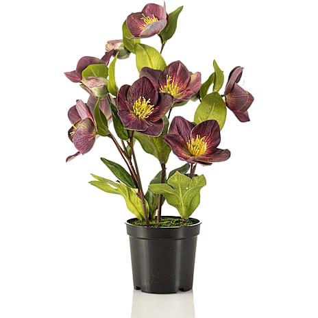 Julerose blommefarvet i potte 1 stk.