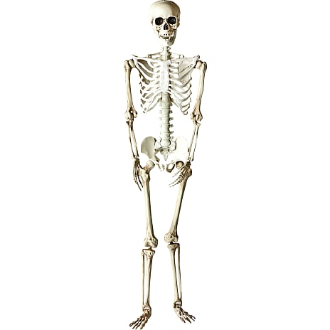 Halloween Skelet 90 cm Hvid