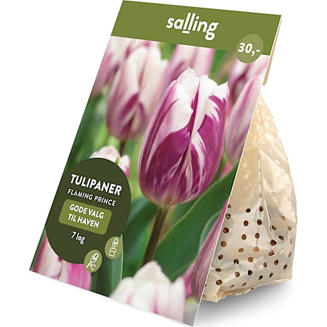 Salling Blomsterløg Tulipaner Flaming Prince 7 Løg