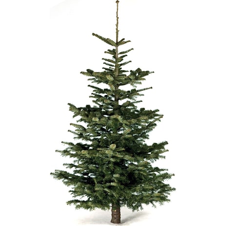 Nordmann Juletræ
