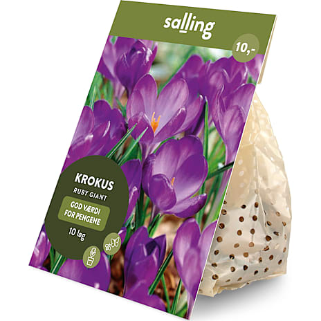 Salling Blomsterløg Krokus Ruby Giant 10 løg