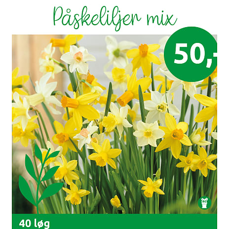 Blomsterhaven Påskeliljer Mix