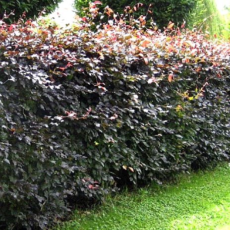 Rødbøg Hækplanter 30-50 cm 10-pak