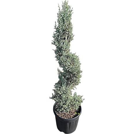 Cypres Cupressus arizonica 'Fastigiata' Spirale 10 liter potte 1 stk.