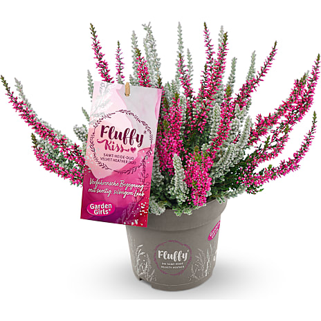 Lyng Calluna Garden Girls Fluffy Kiss