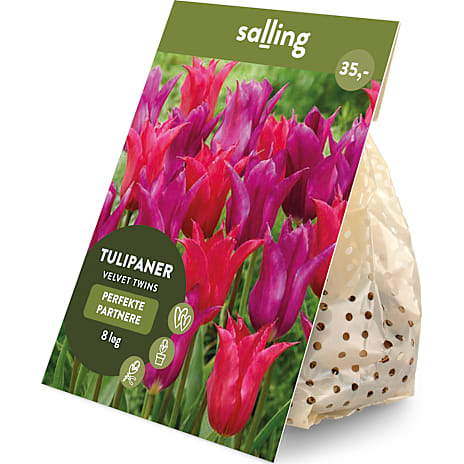 Salling Blomsterløg Tulipaner Velvet Twin 8 løg