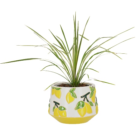 Andre Mærker Cordyline 1 stk.