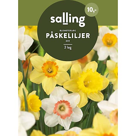 Salling Påskeliljer Mix