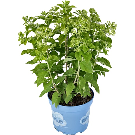 Syrenhortensia Bloomulus Hydrangea paniculata 18 cm Potte