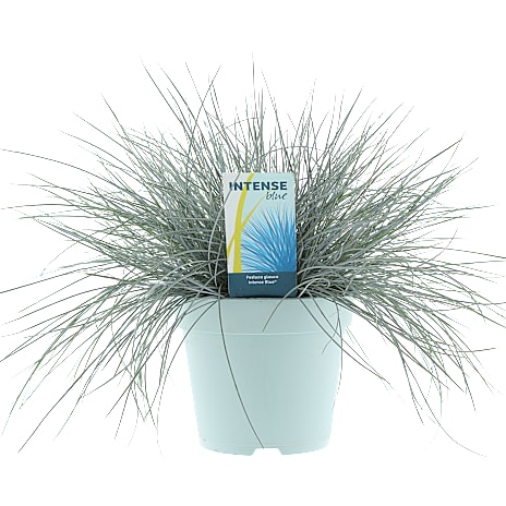 Andre Mærker Blå bjørnegræs, Festuca glauca, 17 cm potte 1 stk.