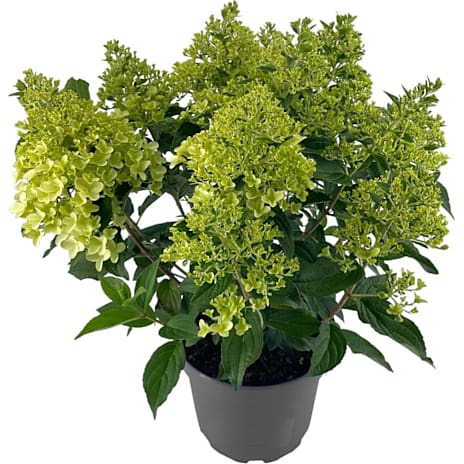 Hortensia Paniculata 23 cm Potte Assorteret