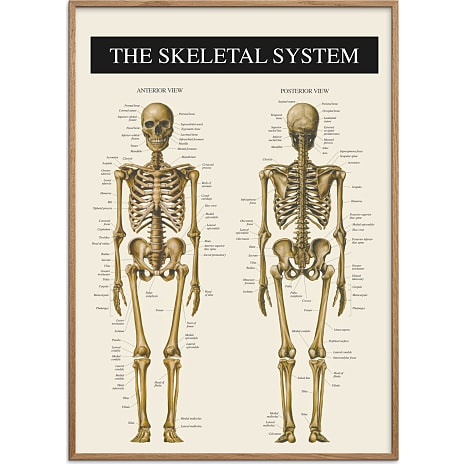 Citatplakat Skelettet 2 - 30x40 cm 1 stk.
