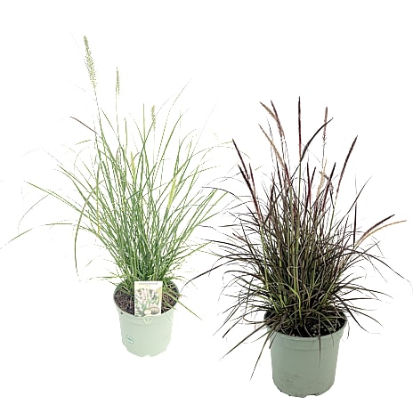 Lampepudsergræs Pennisetum 17 cm Potte Assorteret