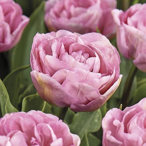 Blomsterhaven Tulipaner