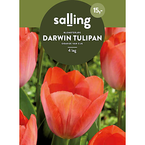 Salling Darwin Tulipaner Orange van Eijk