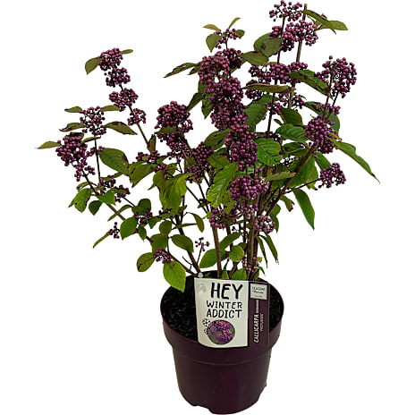 Glasbær, Callicarpa bodinieri 'Profusion', 19 cm potte